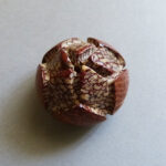 Bodhi Perle ca. 30 mm - Image 3